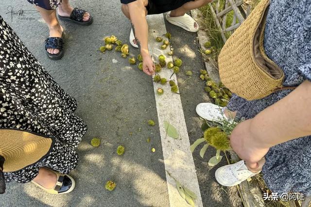 河南信阳的龟山湖景区不仅能免费玩，还能免费露营和摘板栗