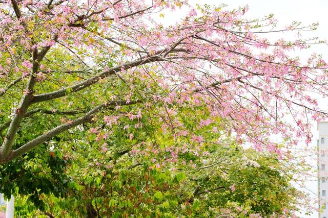 一路一花开，四季如诗“里”
