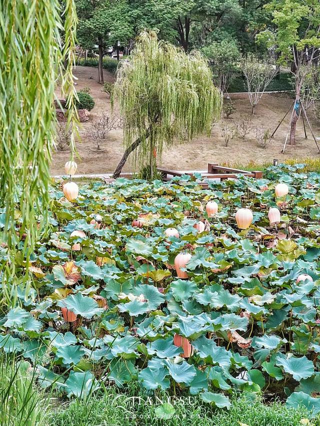 被严重低估的宝藏小城！2日暴走不输扬州的泰州凤城河！