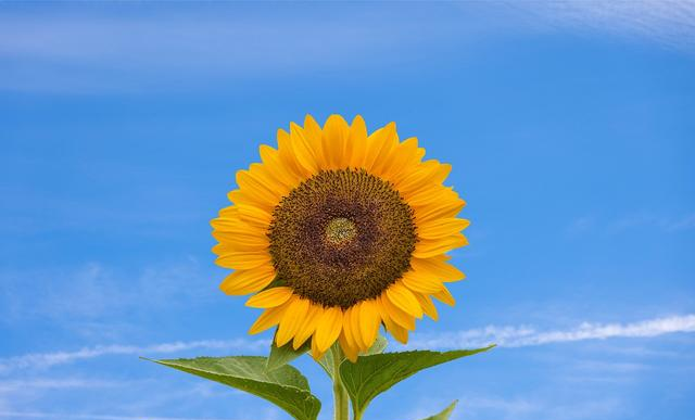 “害怕社交，喜欢独处，封闭自我”：你是社交恐惧症吗？