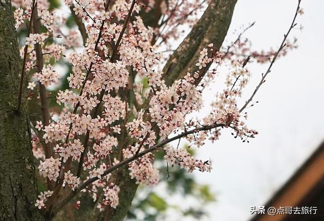 成都赏梅花的寺庙，你该去哪个？青砖红墙，一派梅花盛景，免费！