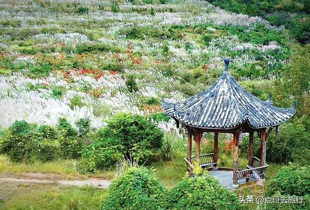 成都金堂爆红秋景，芭茅彩林超级惊艳，不要门票，徒步也是超棒！