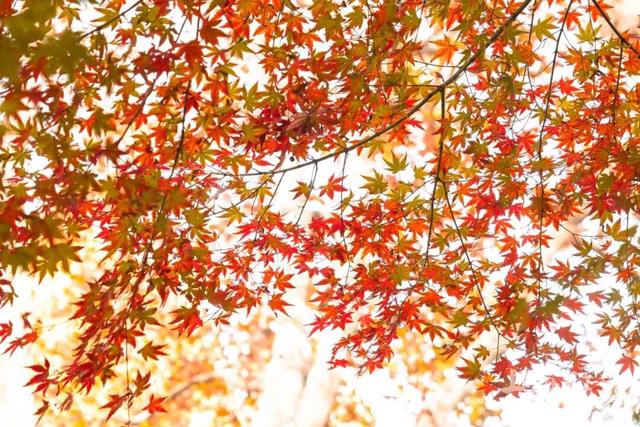 鲁迅公园枫叶红了！红黄青绿交织秋意浓~超出片