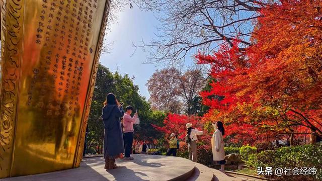 枫染栖霞醉金陵！明秀山红叶铺就秋日限定画卷
