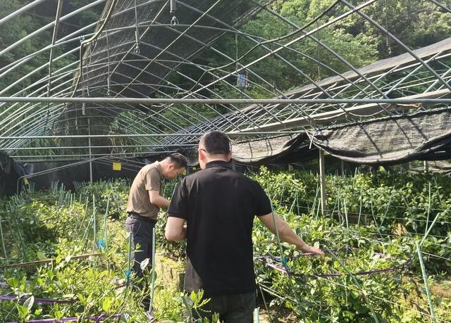 “从状元故里到世赛中国基地”系列之「从清朝贡茶到国家地理标志保护产品——珠兰花茶探秘之行」| 皖美夏日