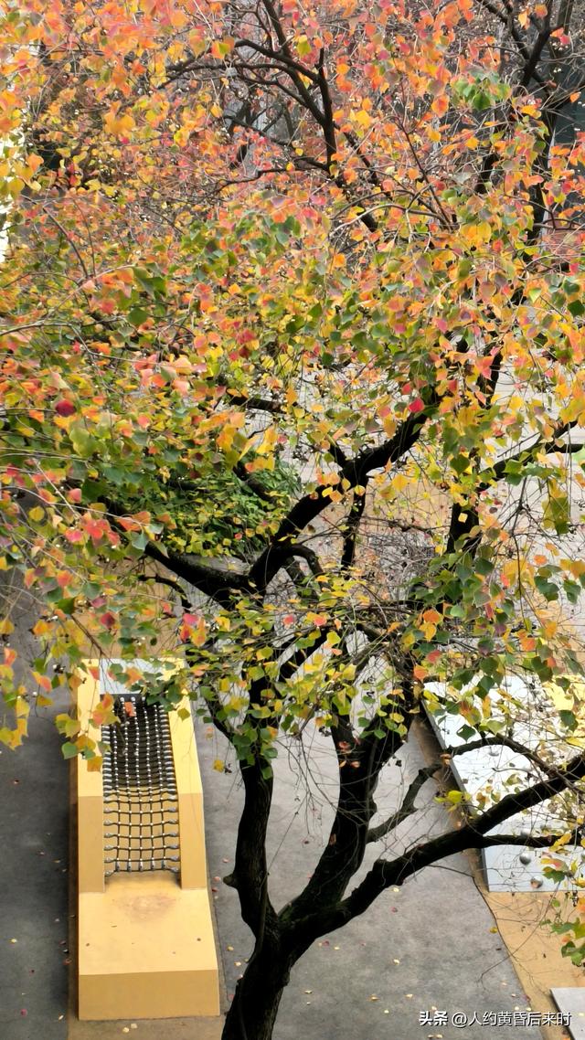 这几日的阳光很给力，银杏、乌桕、水杉相继上线。