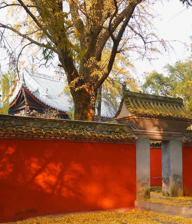 银杏鎏金，旱莲含苞！勉县武侯祠的秋日盛宴，邀君共赏