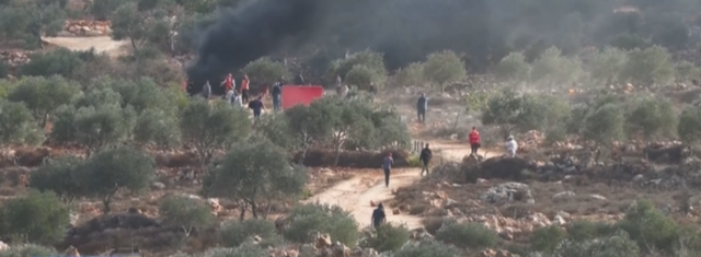 巴勒斯坦七旬农民橄榄林被毁，真相曝光，令人心寒