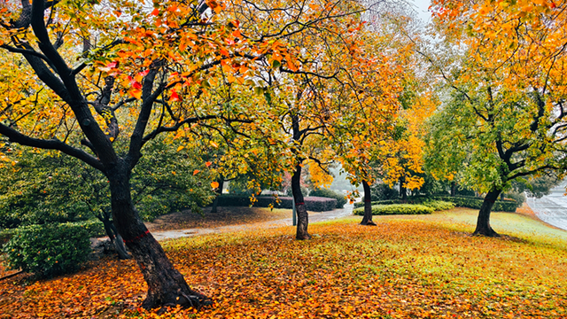 图说遂平：满城缤纷色 斑斓绘初冬