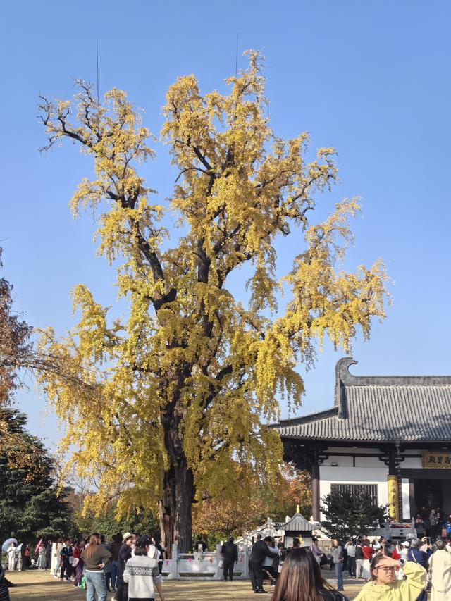 南京老山郊野一日徒步，从狮子岭兜率寺到汤泉惠济寺