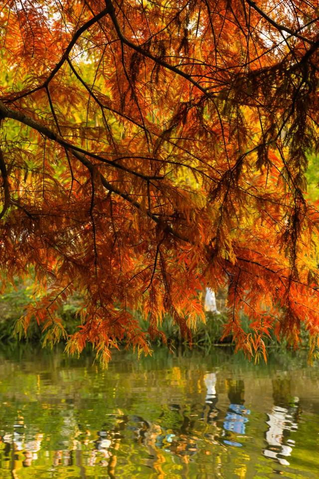 时间在这里按下暂停键,让我们见证季节变换