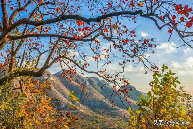 秋天的潍坊，是谁惊艳你的朋友圈？