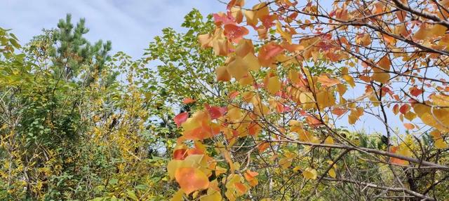 寻美薛城丨初冬最美的树！红叶似火满树红，乌桕树便是季节打翻的调色盘！