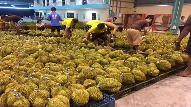 失去中国市场后，大量水果烂地里卖不出去，现在开始后悔得罪中国
