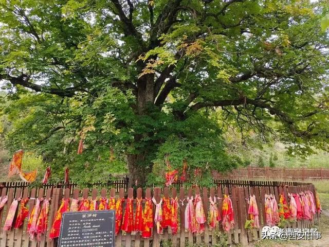 朱文杰：大雁塔的奇卉名木（下）