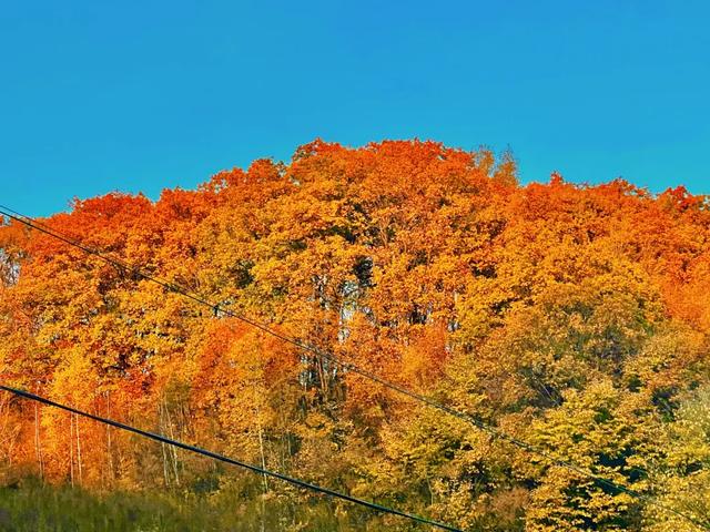 G334秋色正浓，漫红岭的红叶又美到炸裂了！