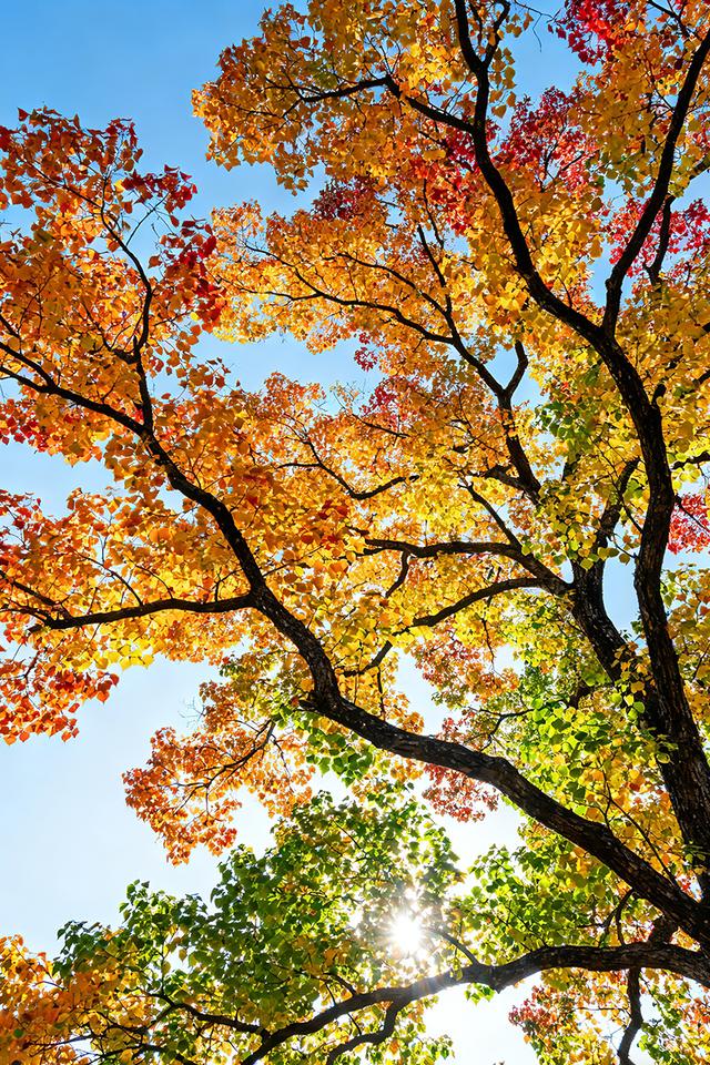 春夏秋冬，四季轮回，美景交替，沉醉人间