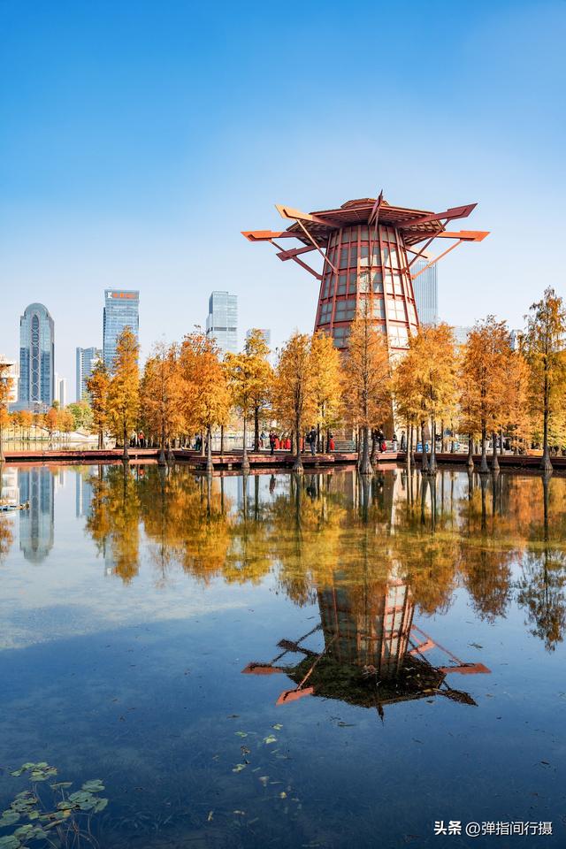 闯入佛山冬日油画！千灯湖落羽杉迎最佳观赏期，下午4点美到窒息