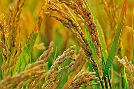 这三种曾是我国“救命粮”，现在十分少见？反观国外却在疯狂种植图片