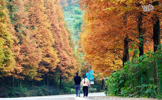 万花瞳｜限定版“彩林森林” 这是属于山城的冬日浪漫