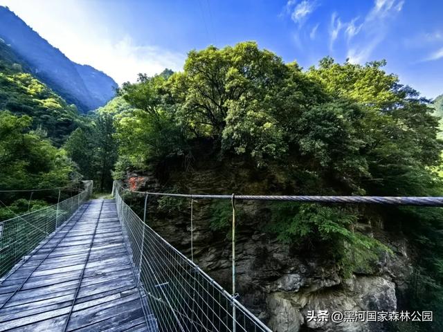 立减10℃!绿色天然避暑胜地,就在黑河国家森林公园→