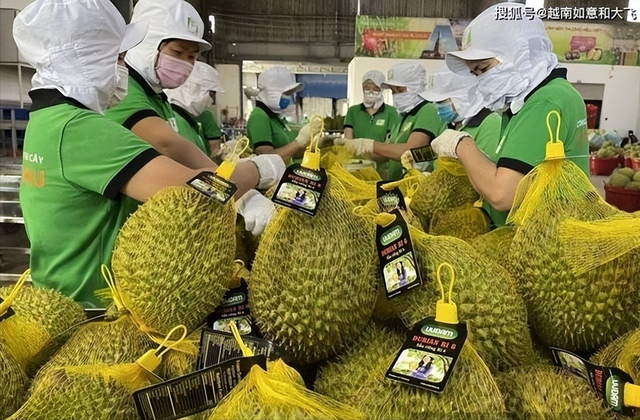 失去中国市场后，大量水果烂地里卖不出去，如今开始后悔得罪中国
