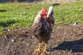 你了解鸡吗？和鸡有关的十个冷知识，你知道多少？图片