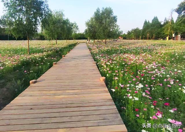 成都邛窑遗址公园，藏着格桑花海，壮观惊艳令人称奇，不要门票！