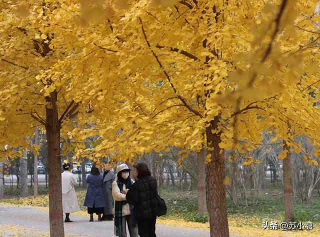 【石家庄】河北经贸大学银杏节预览，随手一拍都是壁纸