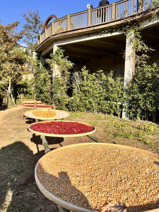 “红叶指南”迎来醉美秋色！杭州坐公交赏秋这么走