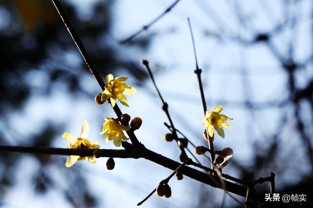 “蜡”么美“蜡”么香，上海公园蜡梅绽放即将迎来盛花期