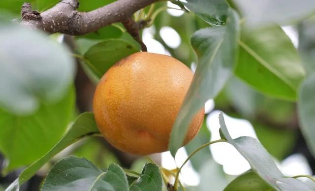 五感聊秋 | “鲁超”游聊城 品味盛满【香触】的黄运秋日