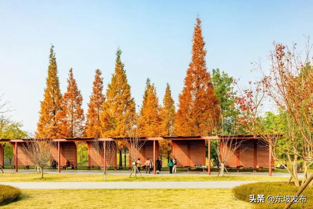 红了红了！东坡水杉出片率100%