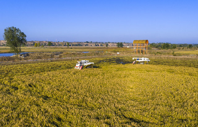 塞上秋色好“丰”景