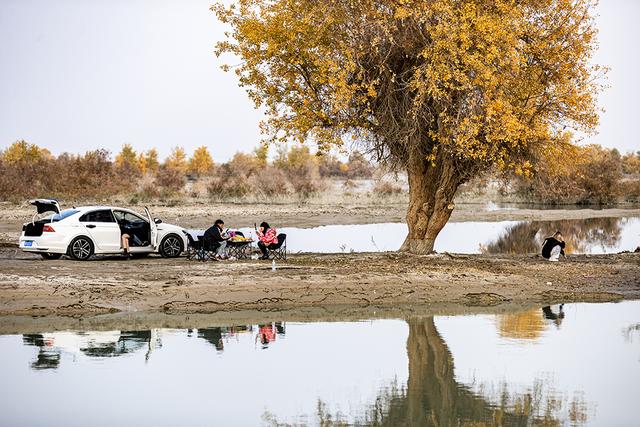 新疆沙雅：金秋邂逅“醉”美胡杨 470万亩金色林海迎观赏佳期