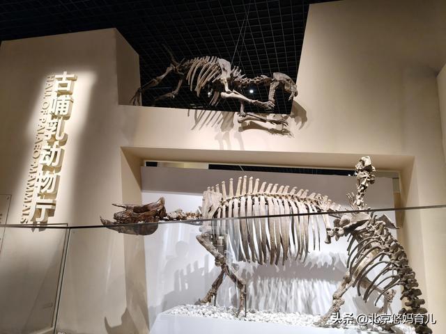 第一次去国家自然博物馆，水族馆和恐龙乐园是8岁孩子的最爱
