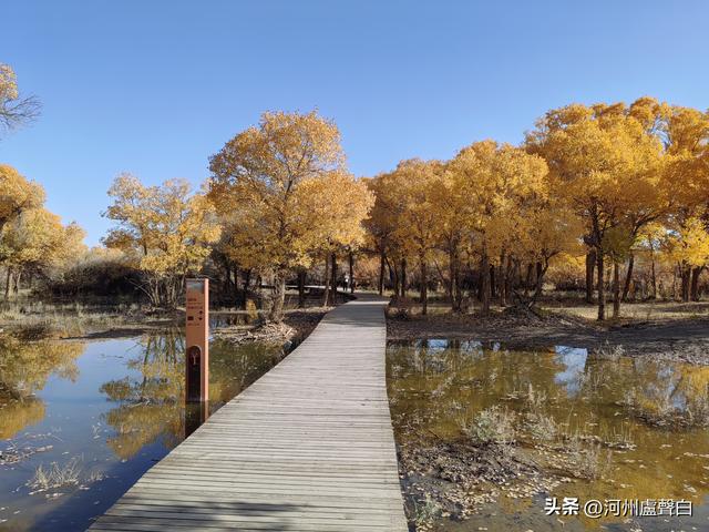 额济纳旗胡杨林
