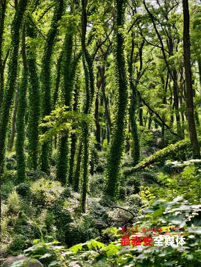 青绿泰山 清凉一夏丨来泰山东御道，闯入绿野仙踪，把童话里的清凉揣进夏天