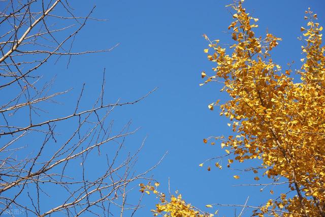 咸阳的秋浸着秦汉底蕴油画，这4 处赏秋地藏着不输长安的千年浪漫