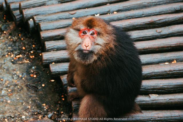 银色世界，雪中禅意：峨眉山的冬天美成了佛国仙境