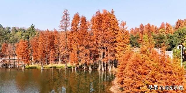 走进蔡甸九真山，池杉变色如调色盘，城市烦躁瞬间消解