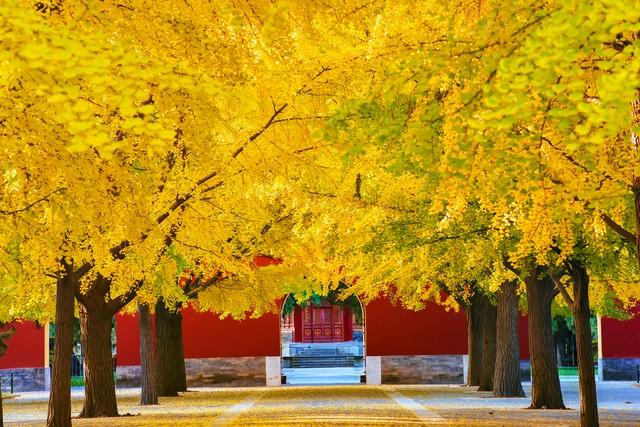 沿这5条高铁路线旅游红叶美极了，沿途解锁国内绝美秋色