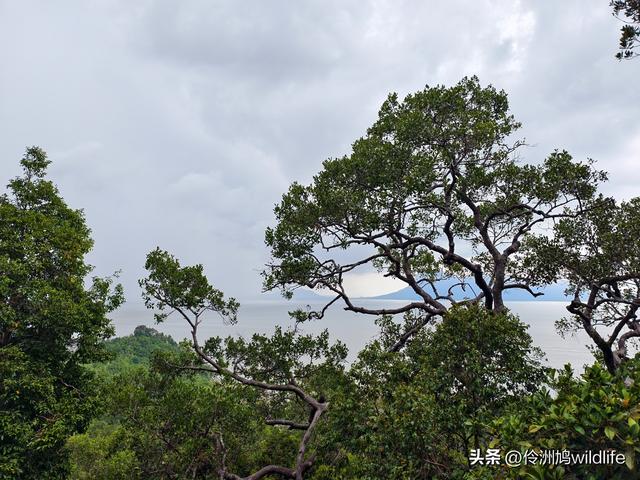 马来西亚(35)砂拉越州⑨峇哥国家公园徒步线路