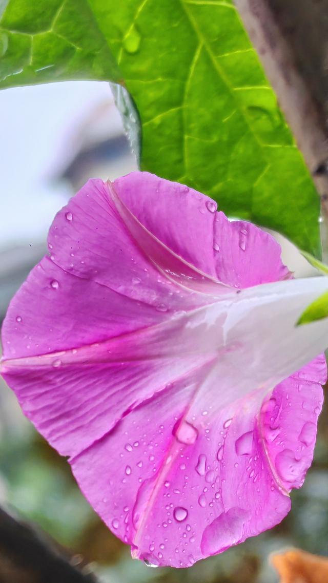 绝美的雨中花
