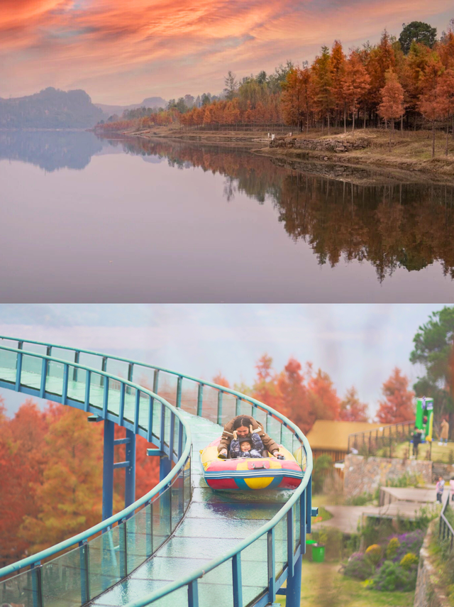 重庆的初冬浪漫，被这里的水杉林卷疯了！