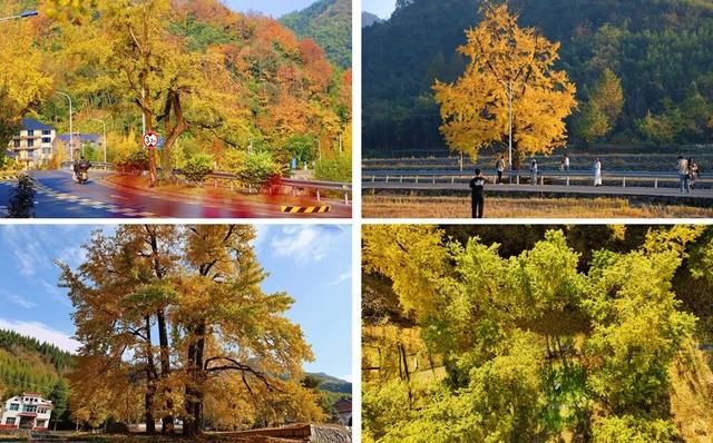 人人人车车车！富阳一地迎来大客流，太赚了！