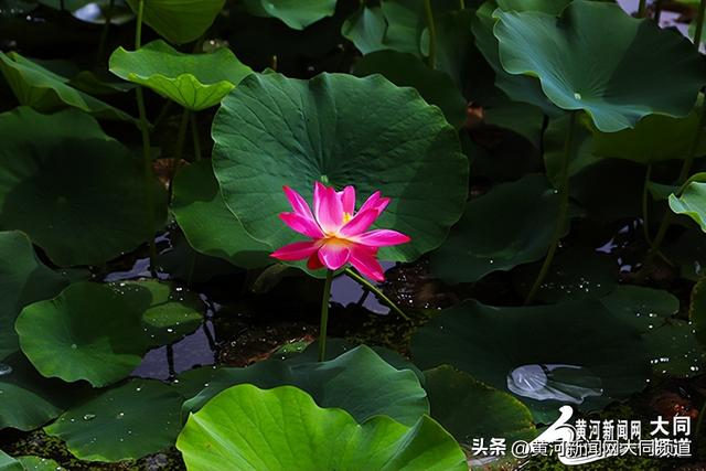 七月盛夏荷韵浓 古都大同展江南风情