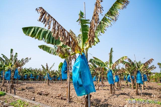 我来告诉你，广西水果自由的背后藏着多少“不可告人”的秘密