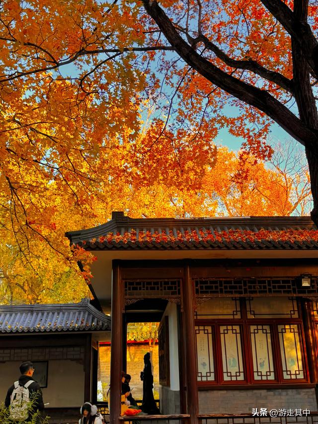 11月9日实拍！没人说地坛红叶这么好看啊…