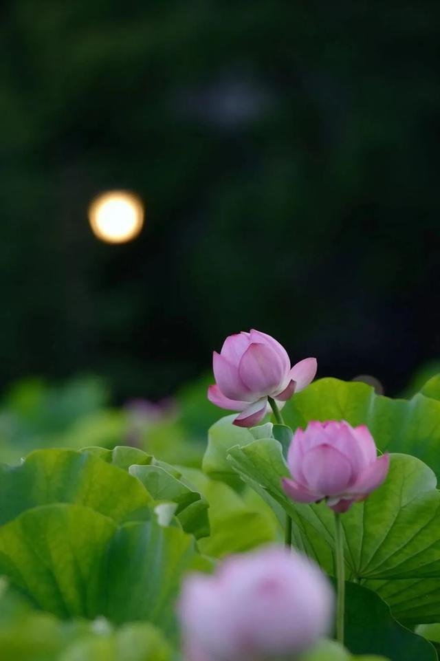“荷” 处寻清凉？这里花 “漾” 正当时→